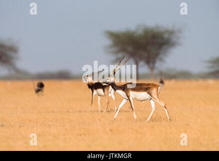 Männliche indische Hirschziegenantilope, auch als hirschziegenantilope oder indische Antilope, (Antilope cervicapra), hirschziegenantilope Nationalpark, Velavadar, Gujarat, Indien Stockfoto