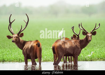 Männliche Sambar Hirsche, Rusa unicolor, in Feuchtgebiet Lebensraum, Keoladeo Ghana National Park, Bharatpur, Rajasthan, Indien Stockfoto