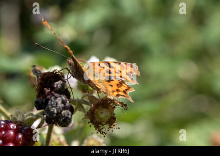 Komma Schmetterling (Polygonia c-Album) Fütterung auf Blackberry. Stockfoto