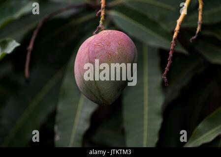 Bündel von Grün und Gelb reife Mango auf Baum in Addis Abeba, Äthiopien Stockfoto