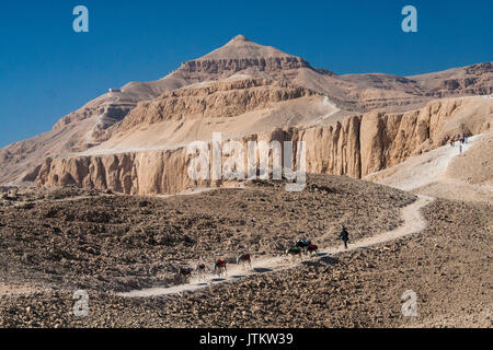 Esel auf den Hügeln über dem Tempel der Hatschepsut. Stockfoto