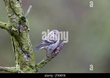 Siskin in schottischen Wald, Schottland, Großbritannien Stockfoto