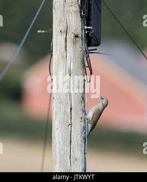 Grünspecht auf einem telegrafenmast, Shropshire/Wales Grenze Stockfoto