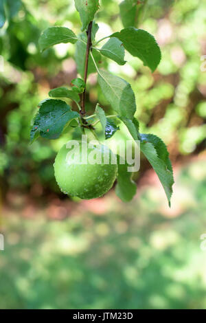 Nasse Apple auf einem Zweig mit Tropfen von Wasser Stockfoto