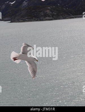 Glaucous geflügelte Möwe im Flug Stockfoto