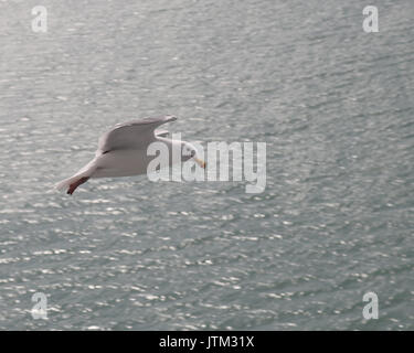 Glaucous-winged Möwe in Alaska entlang Kreuzfahrtschiff in den Hoffnungen für eine Mahlzeit Stockfoto