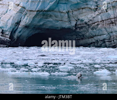 Schmelzwasser Höhle, Margerie Gletscher Stockfoto