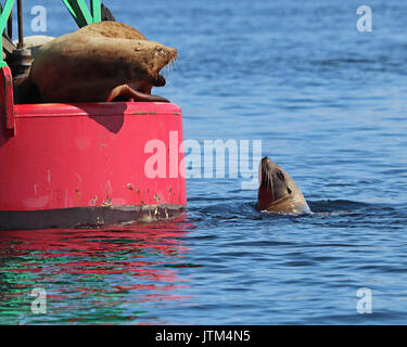 Seelöwen Anfechtung Gebiet auf Boje in Alaska Stockfoto