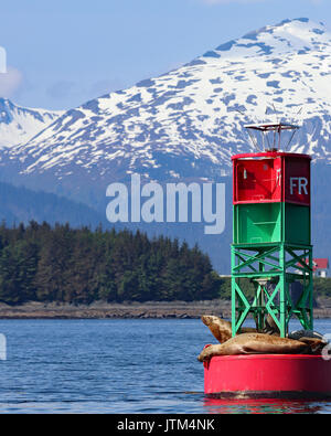 Seelöwen auf bunten Boje in Junea Alaska mit Bergen Stockfoto