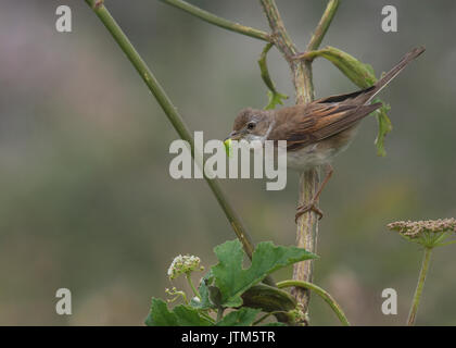 Common whitethroat, Sylvia communis, am Strauch mit Beute auf der Insel Skomer Stockfoto