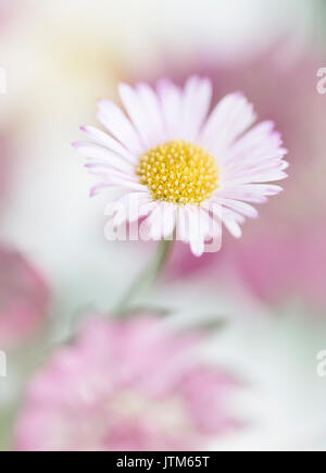 Erigeron Karvinskianus - mexikanische Berufkraut Stockfoto