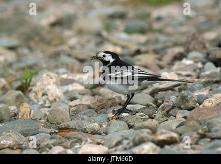 Pied Bachstelze, Motacilla alba, mit Beute im Loch Lomond Stockfoto