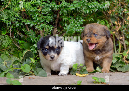 Chinesische Welpen Hunde im Garten Stockfoto