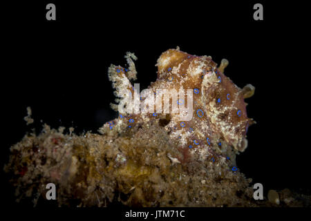 Blau-beringte Krake (Hapalochlaena SP.) in der Lembeh-Strait Stockfoto