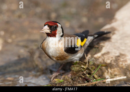 Erwachsene Europäische Stieglitz (Carduelis carduelis) Alkoholkonsum von einer Pfütze Stockfoto