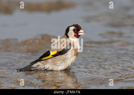 Erwachsene Europäische Stieglitz (Carduelis carduelis) Baden in einer Pfütze Stockfoto