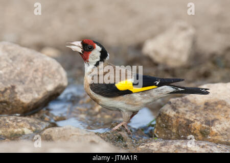 Erwachsene Europäische Stieglitz (Carduelis carduelis) Alkoholkonsum von einer Pfütze Stockfoto