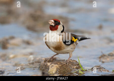 Erwachsene Europäische Stieglitz (Carduelis carduelis) Alkoholkonsum von einer Pfütze Stockfoto