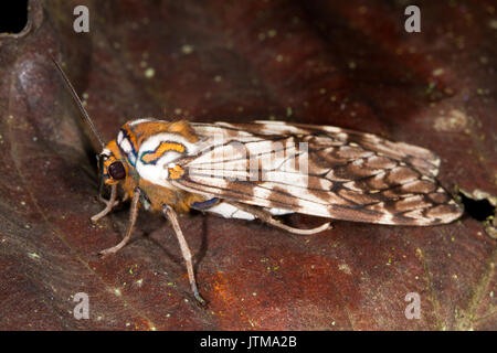 Hemihyalea watkinsii - eine Südamerikanische Tiger Moth Stockfoto