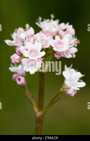 Dropwort (Filipendula vulgaris) Blumen Stockfoto