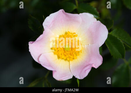 Heckenrose (Rosa Canina) Blüte Stockfoto