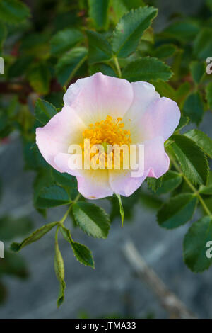 Heckenrose (Rosa Canina) Blüte Stockfoto