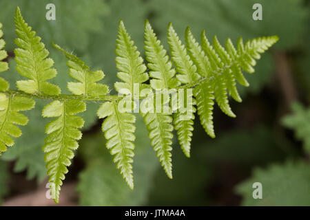 Gemeinsamen männlichen Farne (Dryopteris filix-mas) Stockfoto