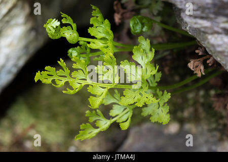 Petersilie Farn (Cryptogramma Crispa) Stockfoto