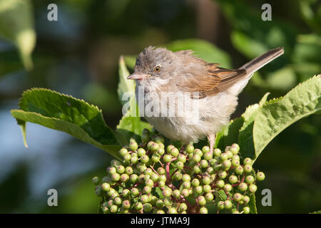 Männliche Common Whitethroat (Sylvia communis) auf ein Elder bush (Sambucus nigra) Stockfoto