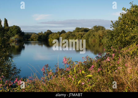 Himalayan Balsam (Impatiens glandulifera), eine invasive Arten, am Ufer des Flusses Trent, Nottinghamshire Stockfoto