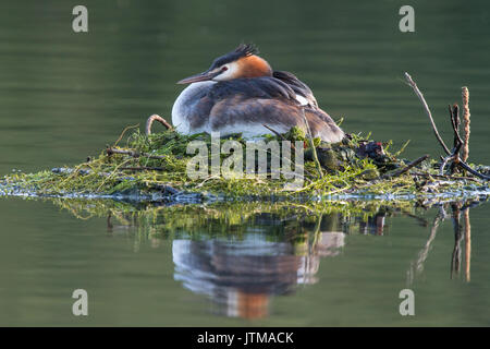 Männliche Haubentaucher (Podiceps cristatus) sitzen auf ihren schwimmenden Nest Stockfoto