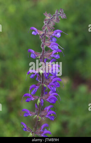 Wiese Muskatellersalbei (Salvia pratensis) Blumen Stockfoto