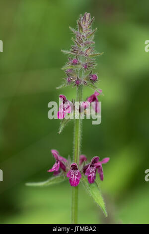 Hedge Woundwort (Stachys sylvatica) Blüte Stockfoto