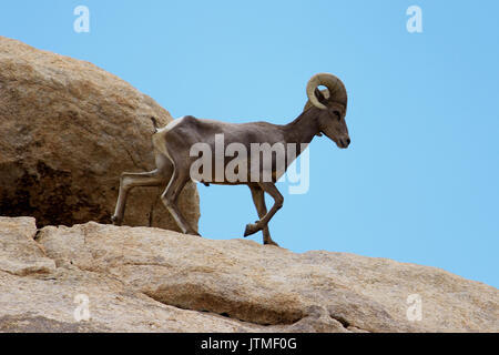 Desert Bighorn Schafe in den Joshua Tree Nationalpark, USA Stockfoto