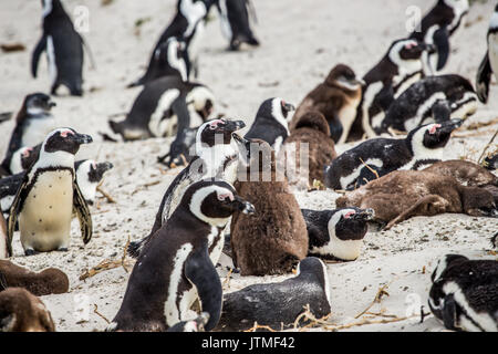 African Penguin, Spheniscus demersus, Chick bittet Eltern für Essen am Boulder's Beach Stockfoto