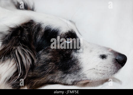 Blue Merle collie Schäferhund portrait Stockfoto