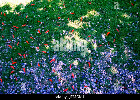 Wiese. Schöne Blütenblatt der Blumen. Sonnigen Frühling. Makro. Stockfoto