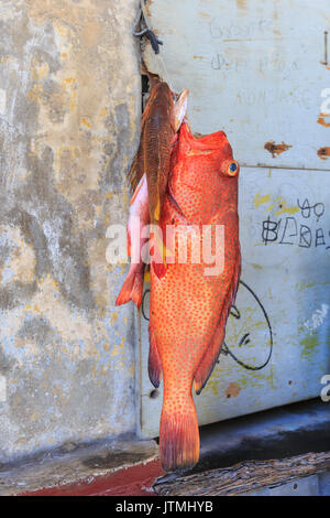 Red Hind, Epinephelus guttatus, auch als koon oder Glück, Grouper, verkauft auf einer Straße in Havanna, Kuba bekannt Stockfoto