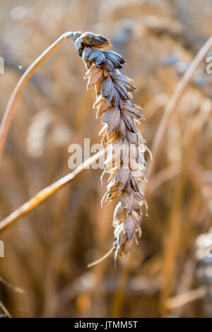 Raw wheat in wheat field. Closeup ears, islolated from background, gold color, ripe wheat at the end of summer. Stockfoto