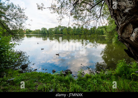 Teich mit Enten schwimmen. Gespiegelte blauen Himmel über der Wasseroberfläche. Mit Baum und Trunk auf Seiten umrahmt, grünes Gras unten. Stockfoto
