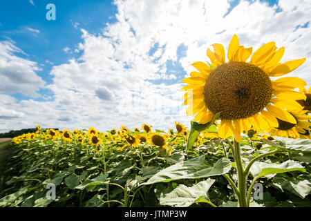 Detail der sehr schöne Frische Sonnenblumen Wachstum auf großen Feld. Viele Sonnenblumen auf Hintergrund, blauer Himmel mit Wolken im Hintergrund. Lebendige Farben. Breite Stockfoto