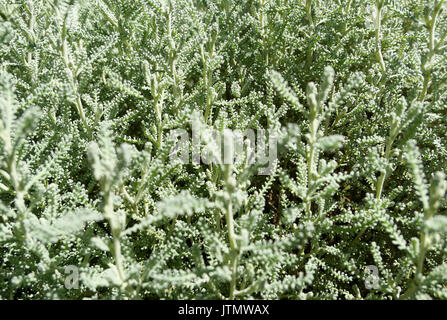 Baumwolle Lavendel oder Grau (Santolina chamaecyparissus Santolina), Heilpflanzen, Bayern, Deutschland, Europa Stockfoto