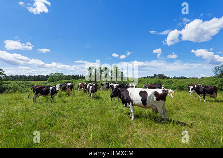 Eine Herde Kühe auf einer Weide unter blauem Himmel Stockfoto