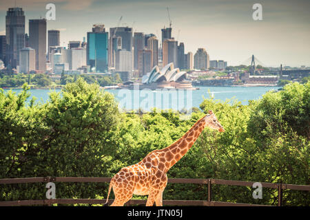 Giraffe mit Sydney Skyline im Hintergrund an einem hellen Tag, NSW, Australien Stockfoto