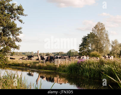 Eine Gruppe von Kühen Blockieren eines Landes zu Fuß gate Familie aus vorbei an einem Sommertag; UK Stockfoto