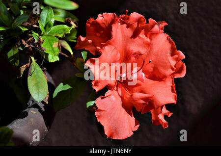 Rote Geranien. Schöne rote Blumen im Garten an einem schönen sonnigen Tag in Minas Gerais, Brasilien. Stockfoto