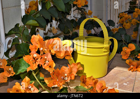 Schönen gelben Blumen und einem gelben Gartenbewässerung kann an einem sonnigen Tag. Stockfoto