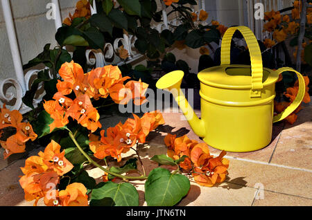 Schönen gelben Blumen und einem gelben Gartenbewässerung kann an einem sonnigen Tag. Stockfoto