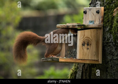 Eichhörnchen essen aus Essen Dispenser Stockfoto