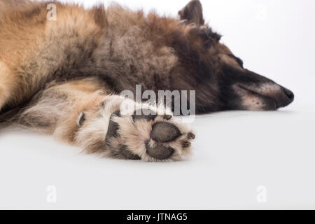 Hund, Belgischer Schäferhund Schäferhund, Paw Stockfoto